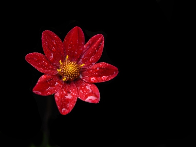 Красивый красный цветок георгина в каплях воды на черном фоне