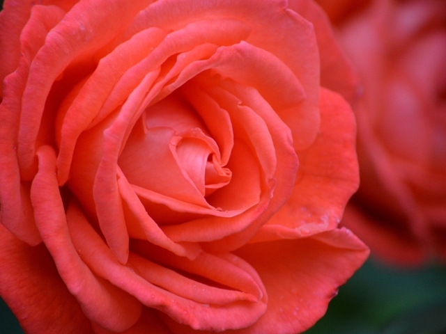 Цветок красивой красной розы крупным планом