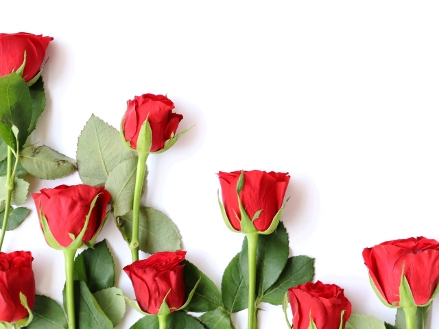 Красивые красные розы разложены на белом фоне
