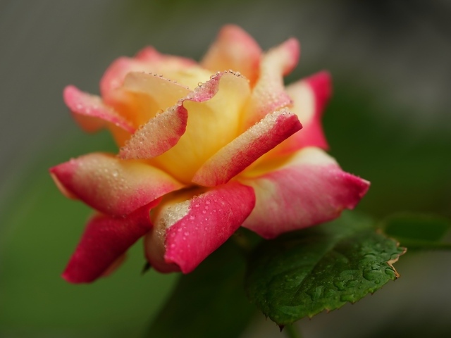 Красивая роза в каплях росы утром