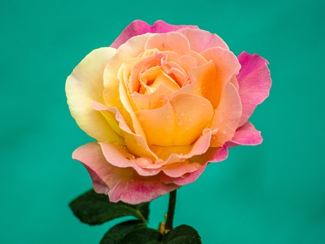 Красивая роза на голубом фоне