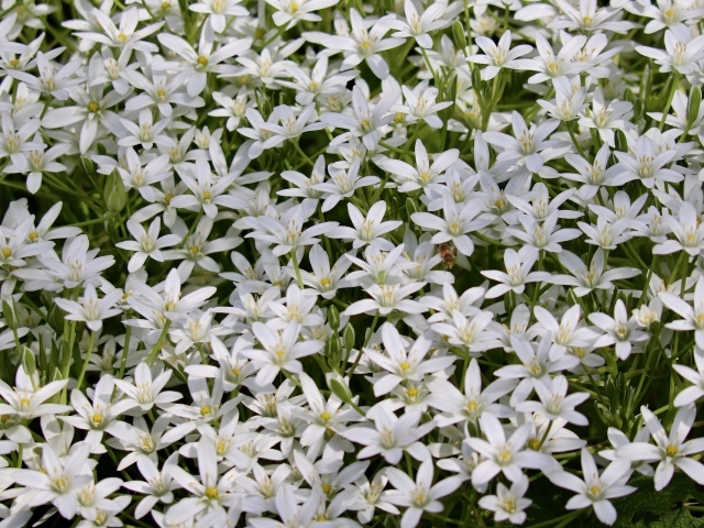 Красивые маленькие белые цветы молочница