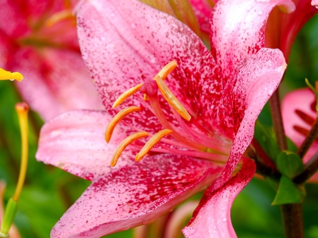 Красивая пятнистая розовая лилия крупным планом