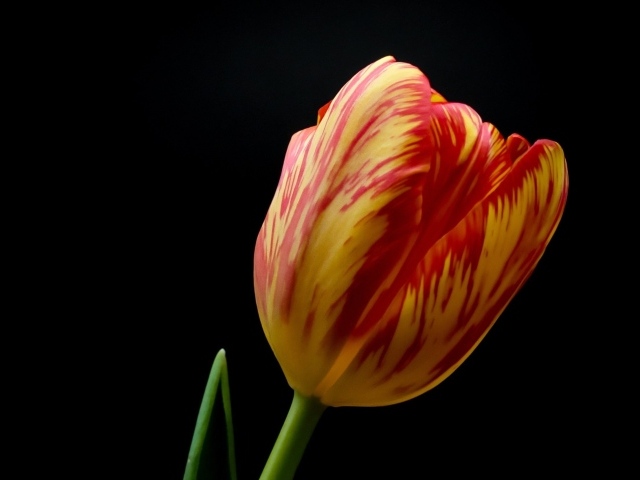 Красивый тюльпан на черном фоне