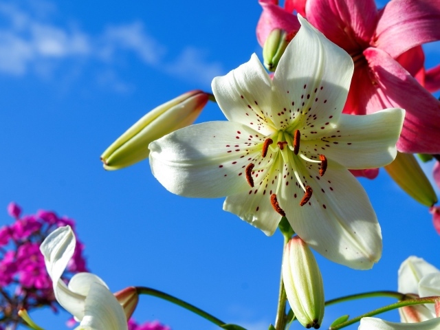 Красивые белые и розовые лилии на фоне голубого неба