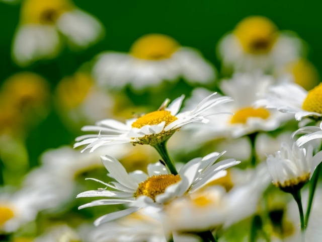 Красивые белые ромашки с желтой серединкой