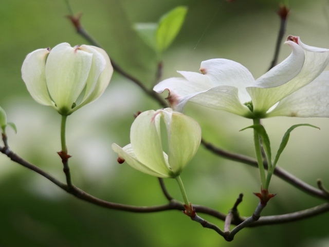 Красивые белые цветы кизила на ветке