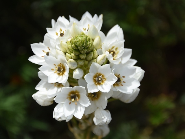 Красивый белый цветок распускается в саду