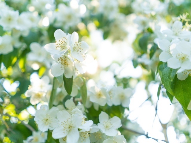 Красивые белые ароматные цветы жасмина