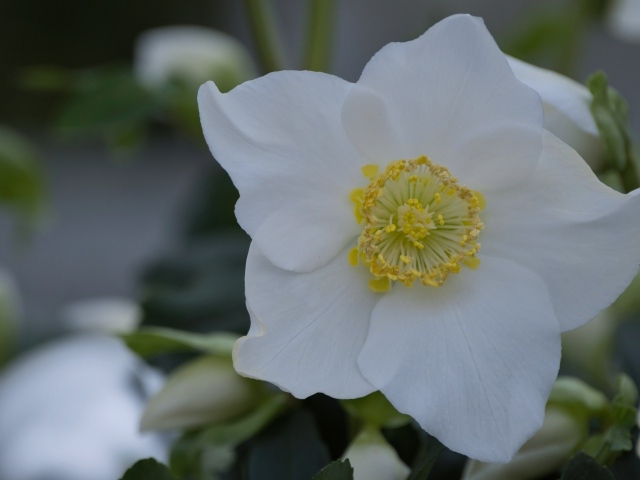 Красивый белый цветок морозник вблизи