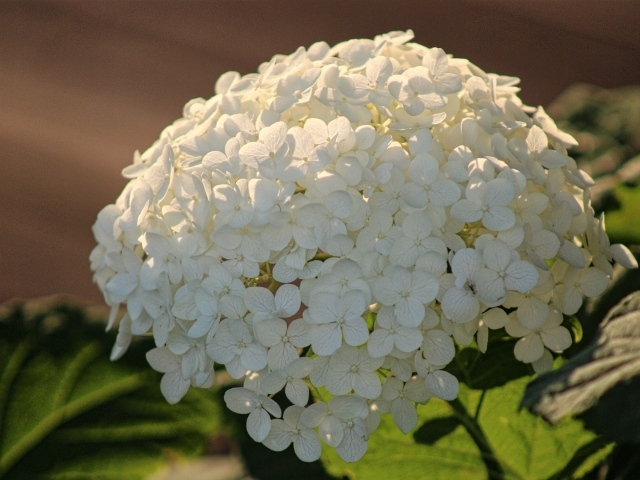 Красивый белый большой цветок гортензии