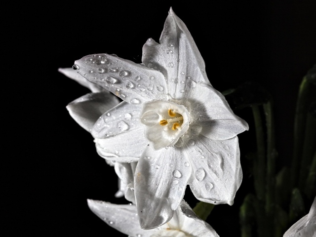 Красивый белый цветок нарцисса в каплях росы