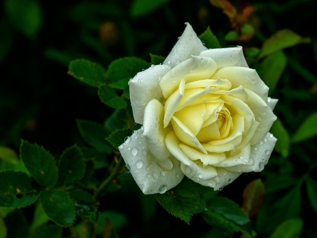 Красивая белая роза в каплях росы на клумбе летом