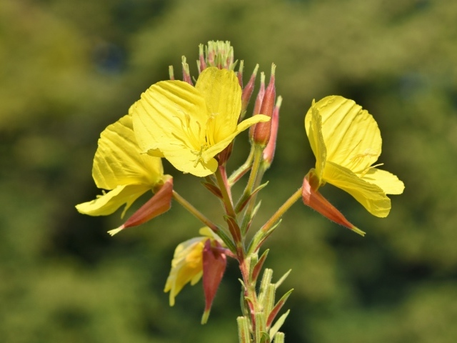 Красивые желтые цветы эшшольция с бутонами