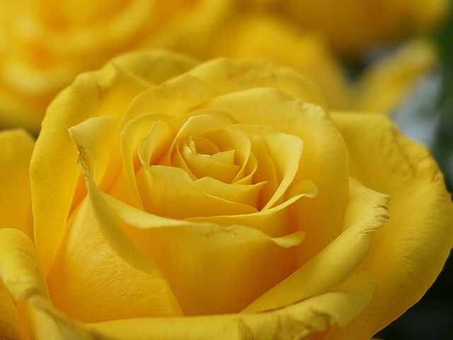 Красивая желтая роза вблизи