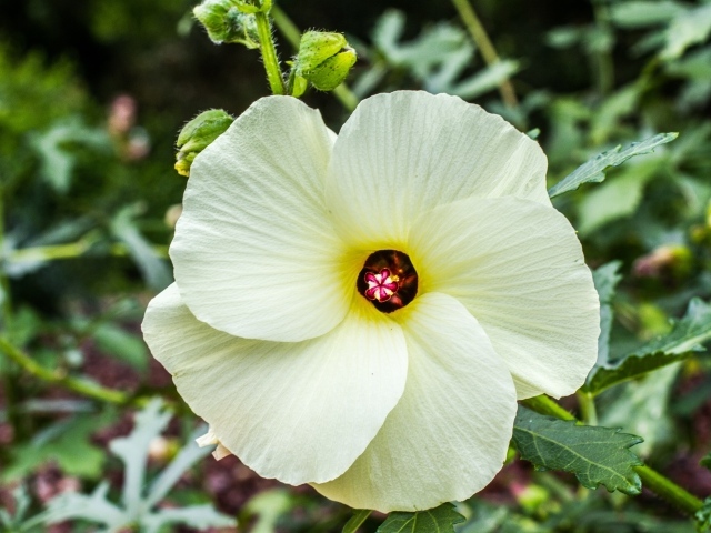 Бежевый цветок гибискуса на клумбе