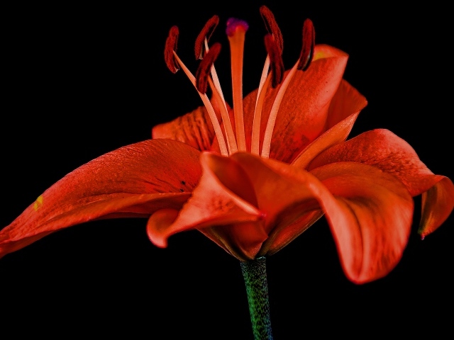 Большая красивая красная лилия на черном фоне