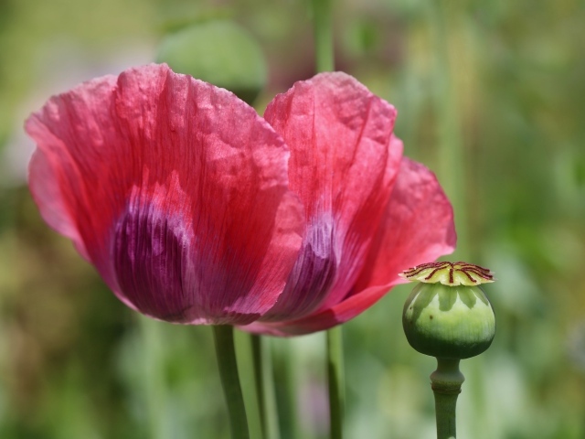 Большой красный мак крупным планом