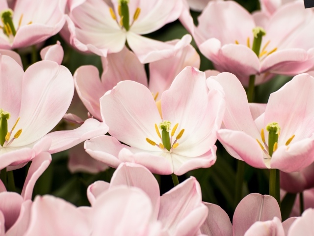 Распустившиеся цветы розовых тюльпанов