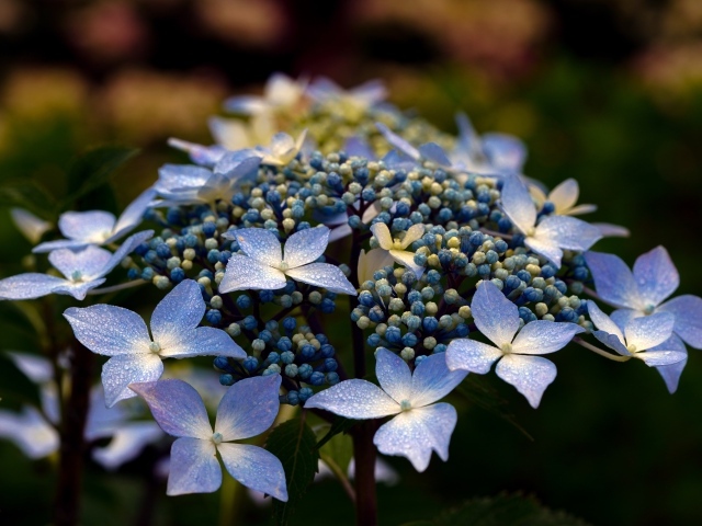 Распускающийся цветок гортензии