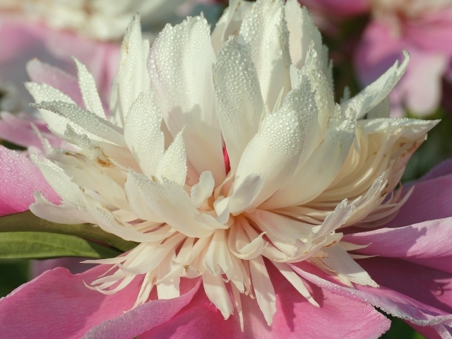 Распустившийся розовый пион в каплях росы