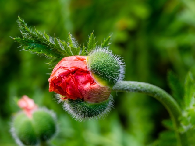 Распускающийся красный садовый мак