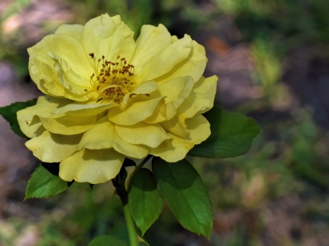 Отцветающая желтая роза в саду