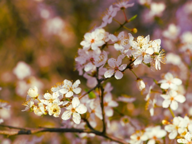 Цветущие ветки вишни весной в лучах солнца