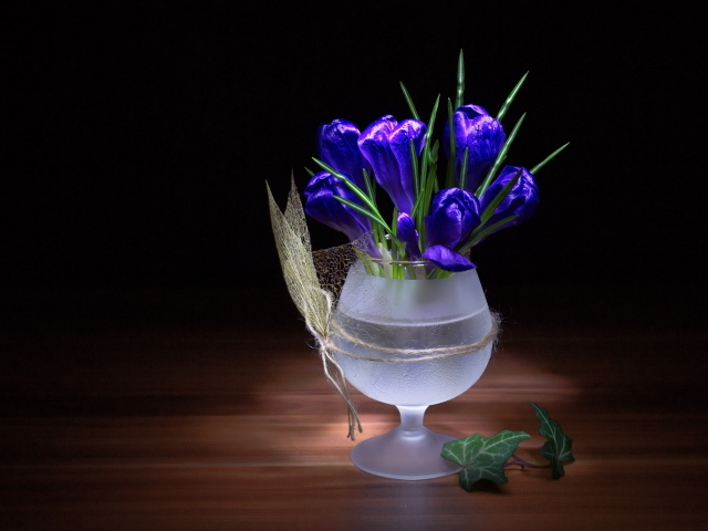 Синие крокусы в бокале на столе
