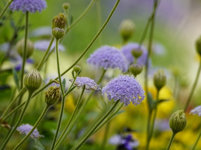 Синий садовый цветок трахимена крупным планом