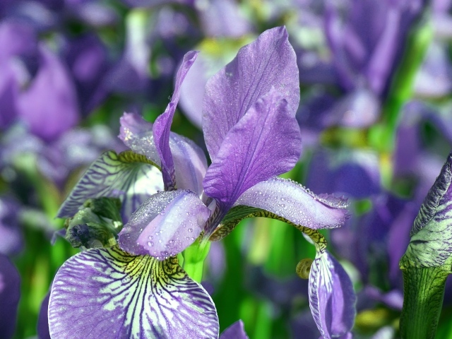 Синие цветы ириса с мокрыми лепестками