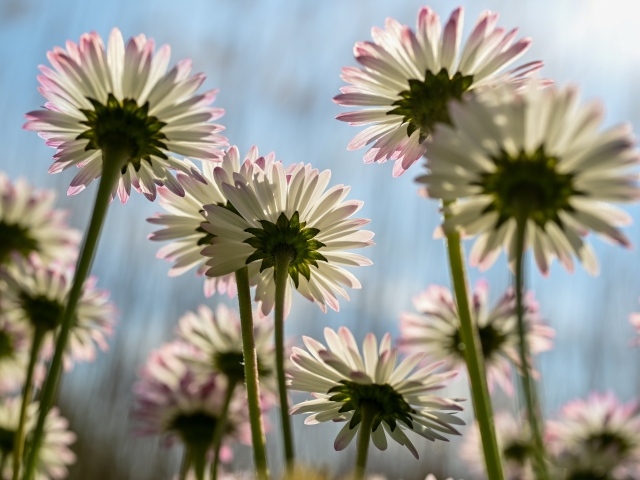 Вид снизу на маленькие цветы маргаритки