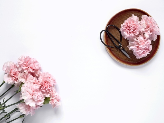 Букет розовых гвоздик с ножницами на белом фоне