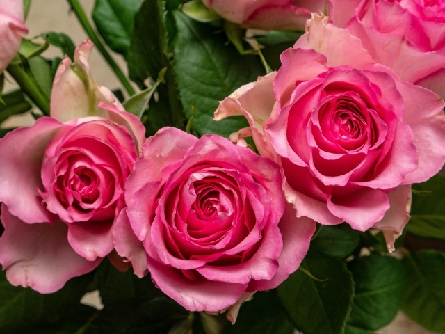 Букет розовых роз для любимой