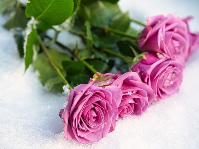 Букет розовых роз на снегу