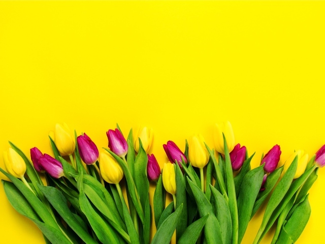 Букет тюльпанов на ярком желтом фоне