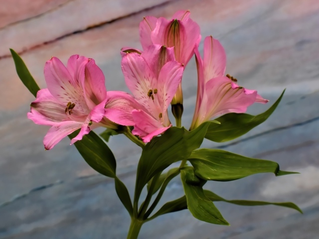 Ветка розовых цветов альстромерия