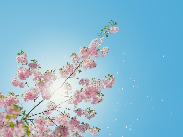 Ветка с розовыми цветами в лучах солнца на фоне голубого неба