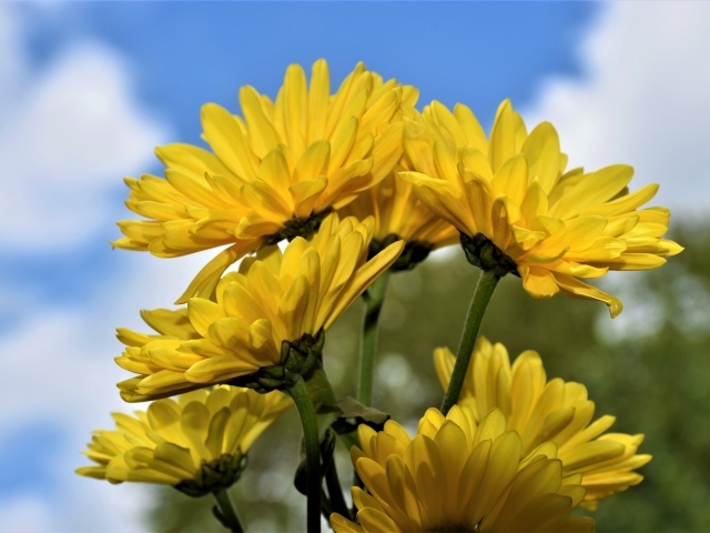 Ветка с желтыми цветами хризантемы
