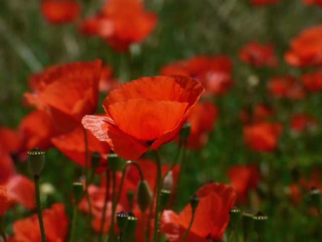 Яркий алый полевой мак в лучах солнца