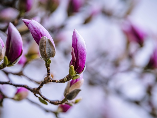Бутоны цветов магнолии на ветке дерева