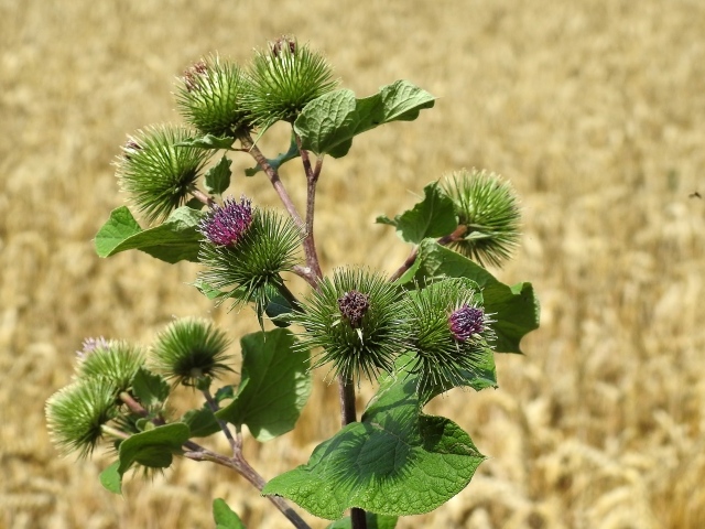 Цветы лопуха крупным планом