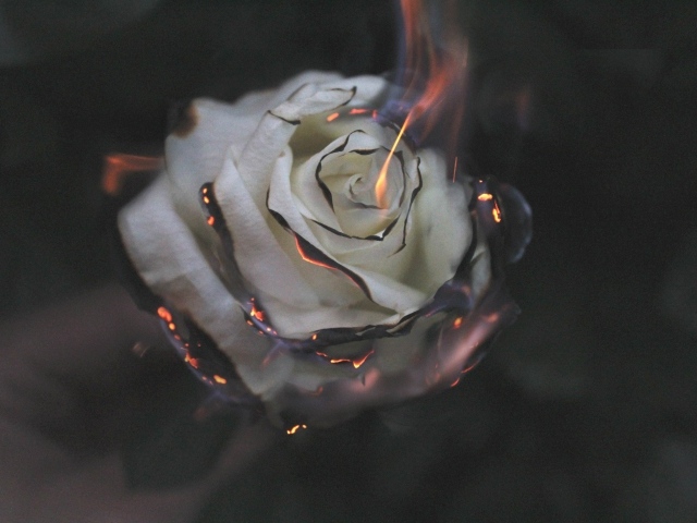 Опаленные лепестки белой розы