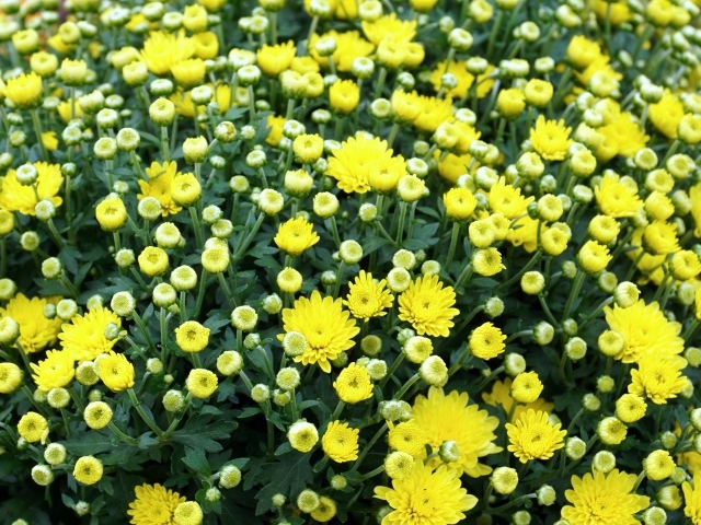 Куст распускающихся желтых цветов хризантемы