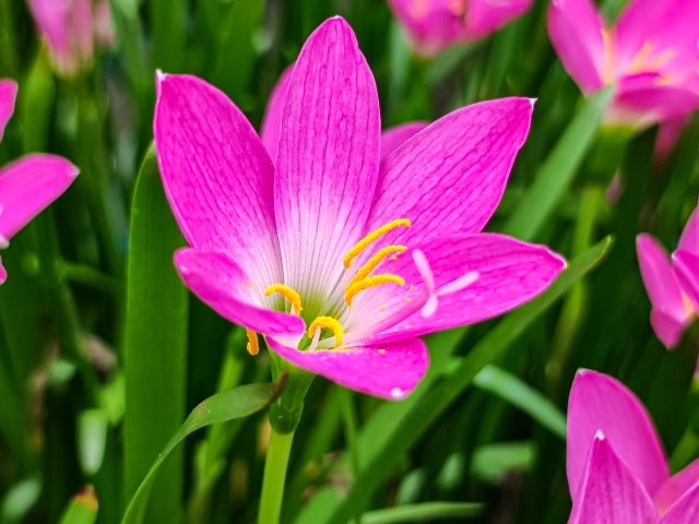 Розовые на клумбе крупным планом