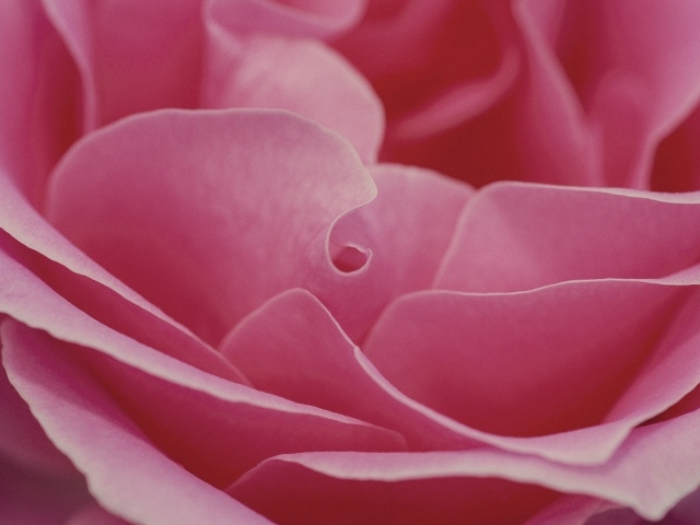 Лепестки розовой розы крупным планом