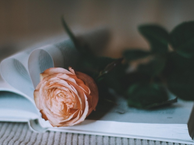Кремовая роза лежит на книге
