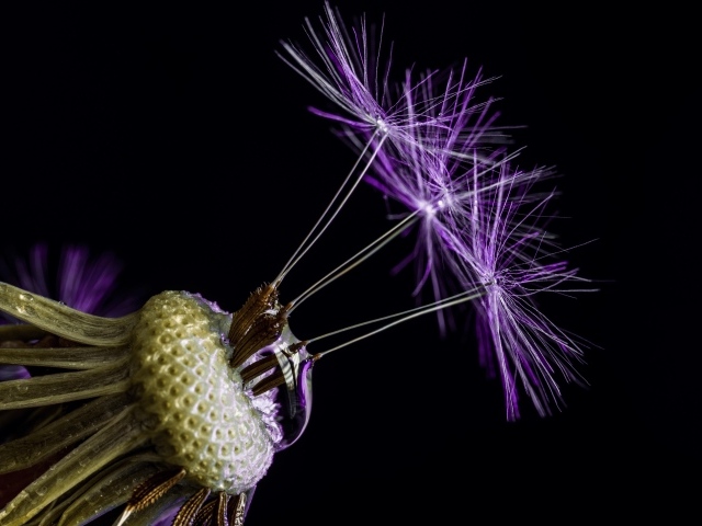 Цветок одуванчика на черном фоне крупным планом