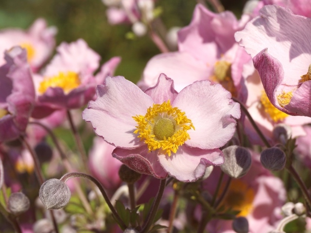 Нежные цветы анемона с бутонами крупным планом
