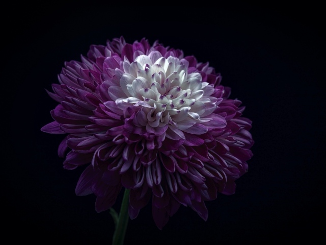 Нежный сиреневый цветок георгина на черном фоне